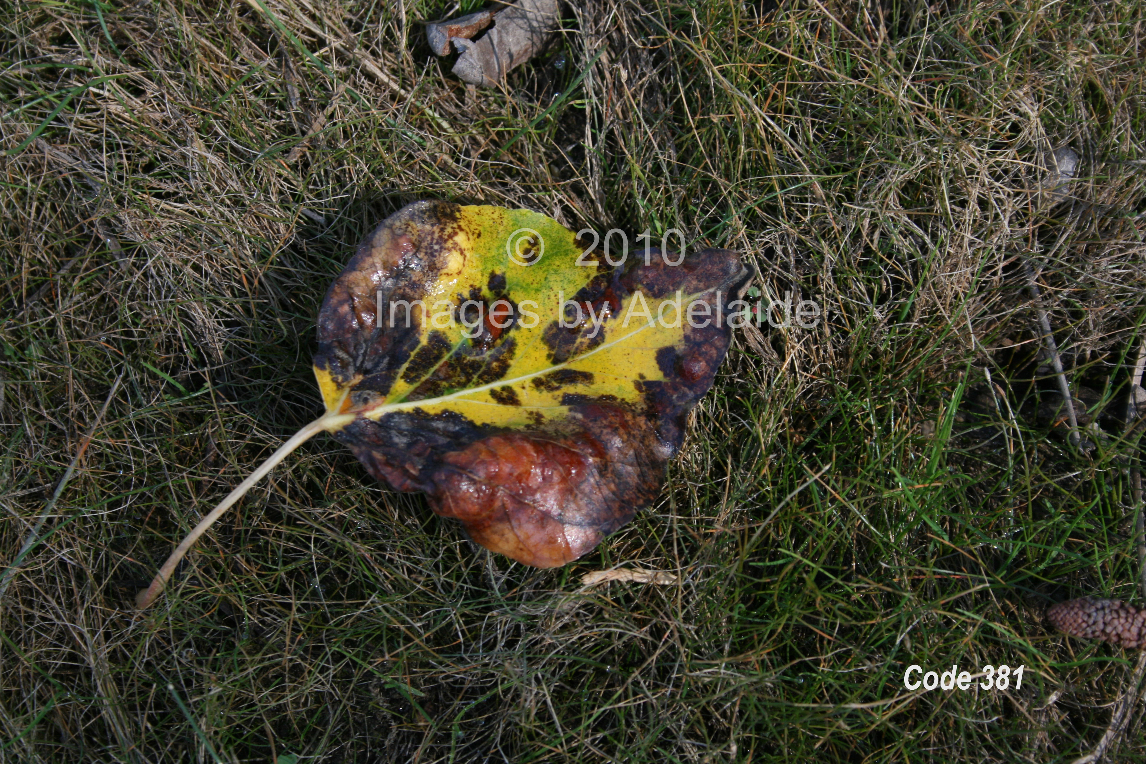 Dogwood Leaf